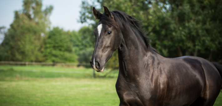 Le Trakehner