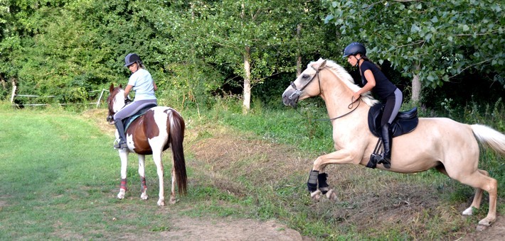 Quel cheval et équipements pour le TREC en équitation ?