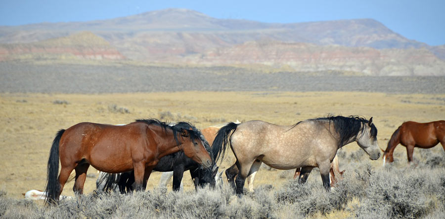 mustangs sauvages