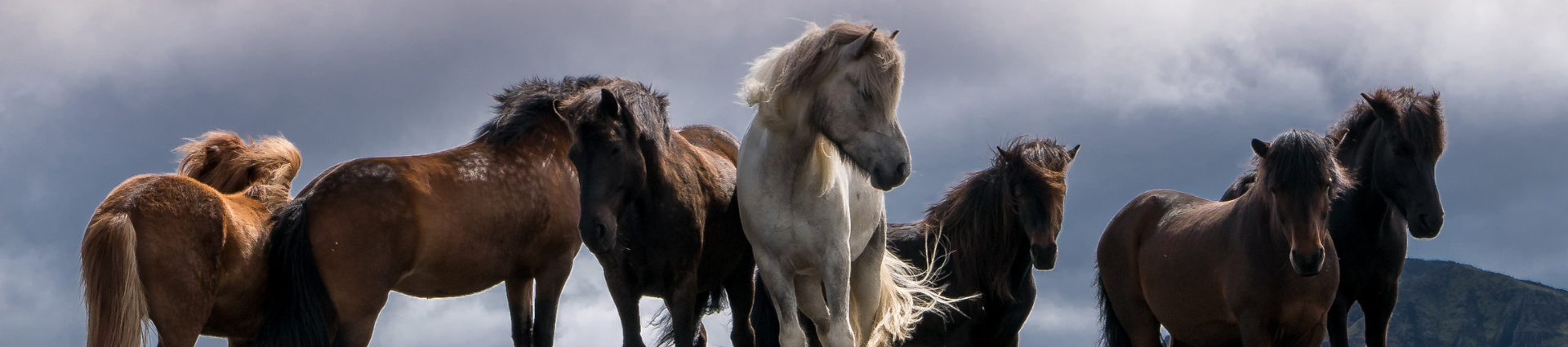 Guide de l'équitation