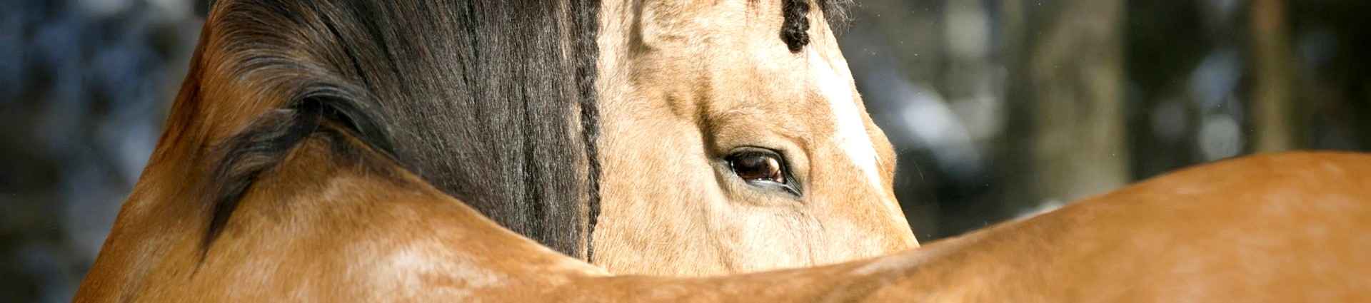 Voyages et randonnées à cheval au Portugal 