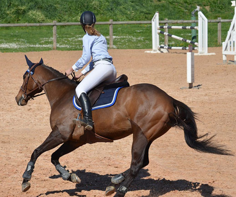 Stage d'équitation adultes et enfants, séjour disciplines équestres et dressage