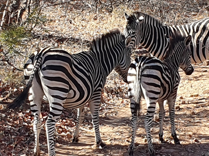 Avis de Laure et Philippe - Voyage en Afrique du Sud