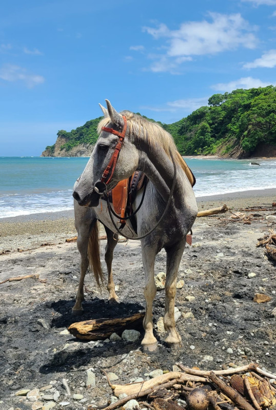 Avis de Manguin - Voyage en Costa Rica