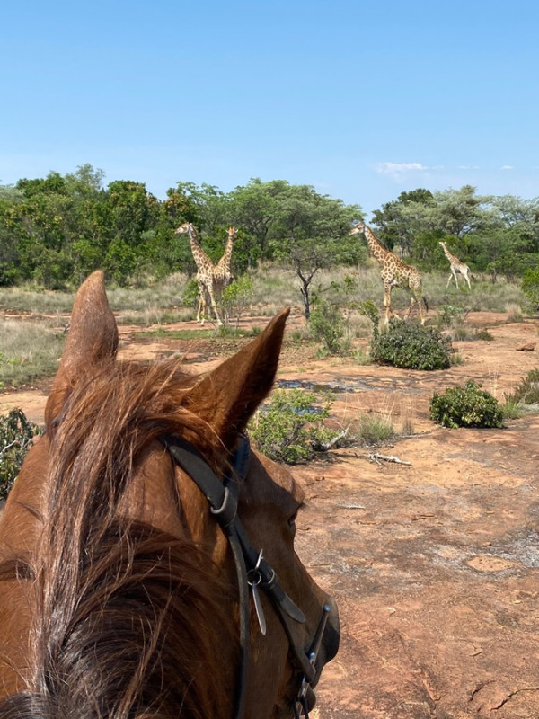 Avis de Uwe - Voyage en Afrique du Sud