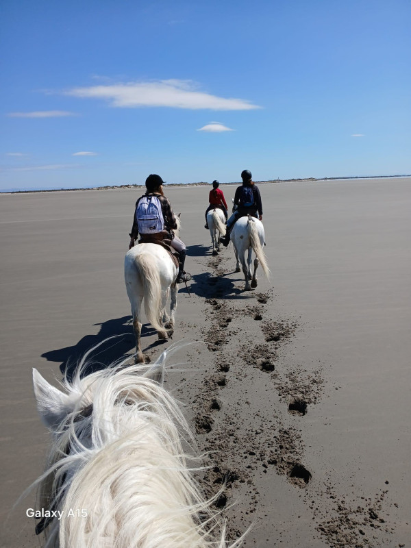 Avis de CHAMONAL CORINNE - Voyage en Camargue - Languedoc