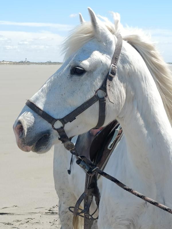 Avis de Elodie - Voyage en Camargue - Languedoc