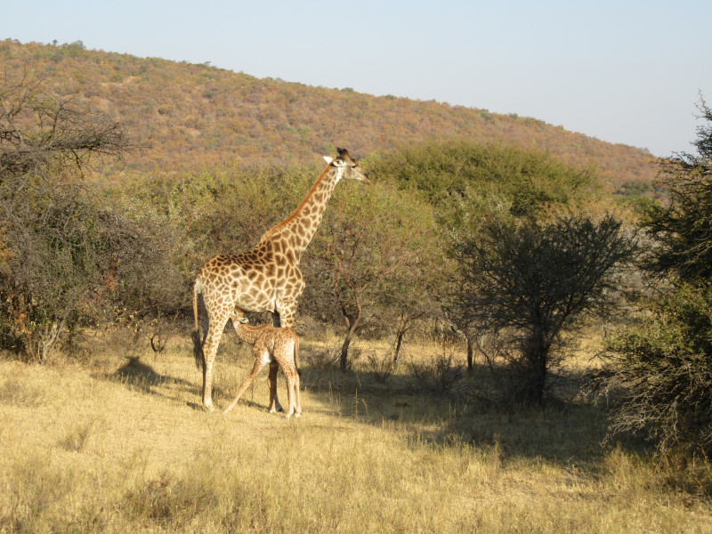 Avis de Nicole ROUSVILLE - Voyage en Afrique du Sud