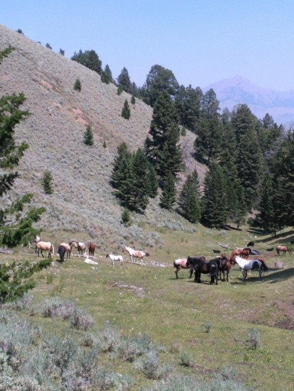 Avis de Annick - Voyage en Etats-Unis