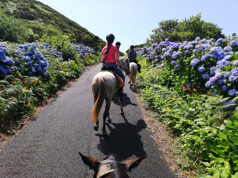 Avis de Chevalier - Voyage en Portugal Açores Madère