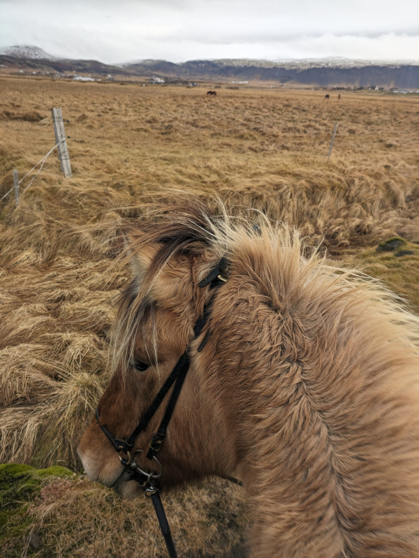 Avis de Maxime - Voyage en Islande