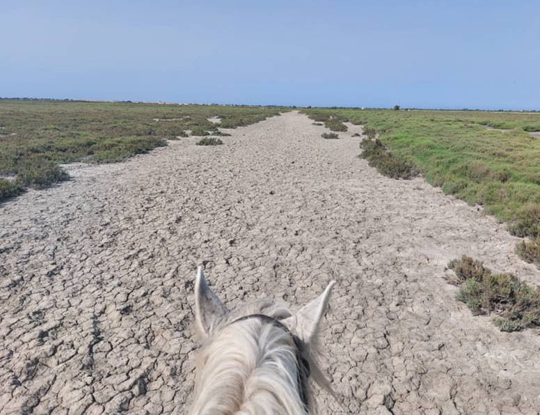 Avis de Chiara - Voyage en Camargue - Languedoc