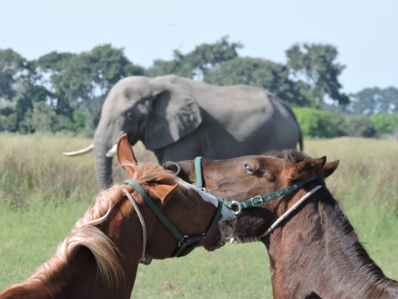 Avis de Marie-Alix - Voyage en Botswana