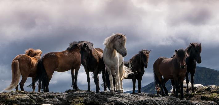 Randonnée équestre dans les terres volcaniques du Landmannalaugar, Islande - Caval&go