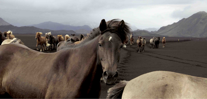 Randonnée équestre dans les terres volcaniques du Landmannalaugar, Islande - Caval&go