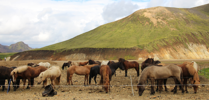 Randonnée équestre dans les terres volcaniques du Landmannalaugar, Islande - Caval&go