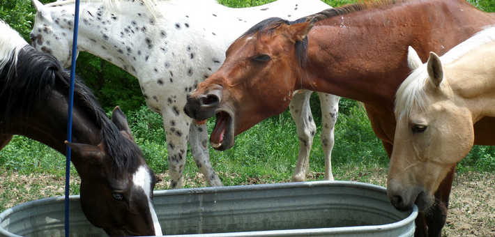 Séjour immersif en ranch dans le Saskatchewan, Canada - Caval&go