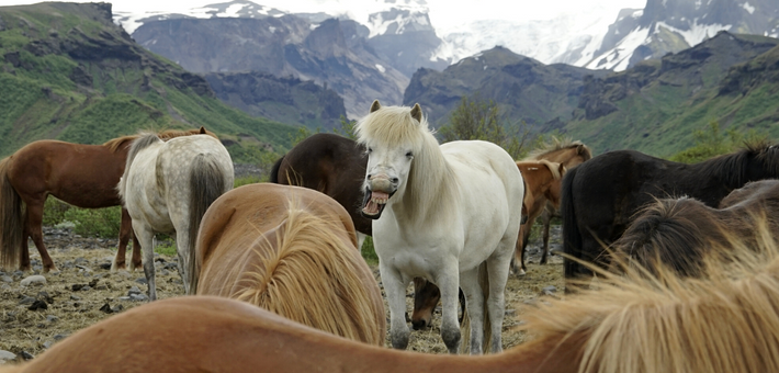 Randonnée équestre dans la vallée de Thórsmörk en Islande - Caval&go