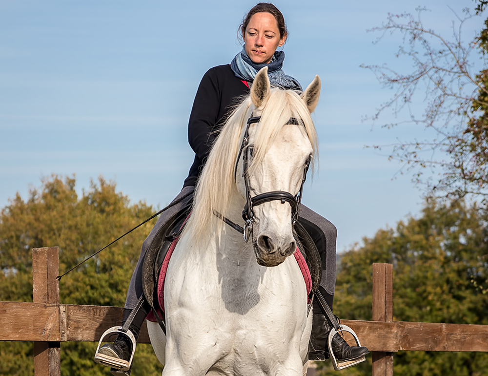 Stage privé de remise en confiance avec les chevaux en Mayenne, pour tous niveaux