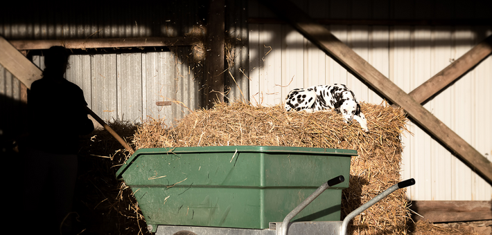 Stage privé de remise en confiance avec les chevaux en Mayenne - Caval&go