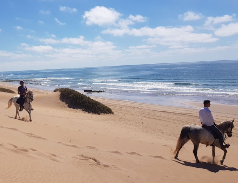 Randonnée équestre entre plages, désert et palmeraies au Maroc