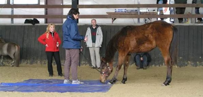 Stage avec Jean-François Pignon : Travail en liberté avec votre cheval - Caval&go