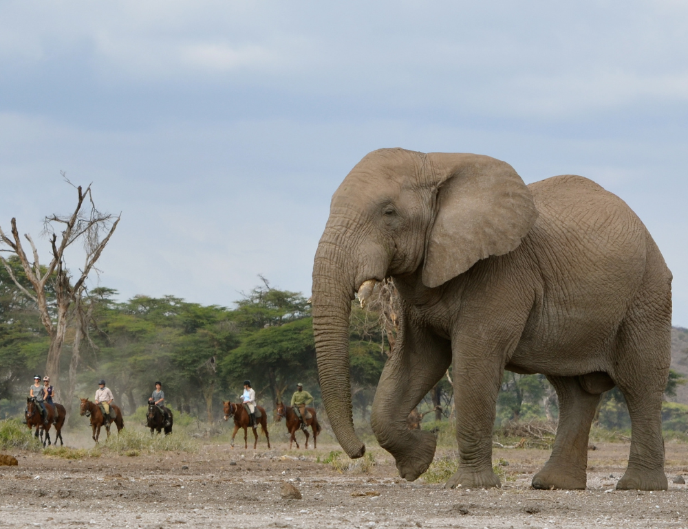 Safari à cheval Tanzanie sur les traces des éléphants du Kilimandjaro