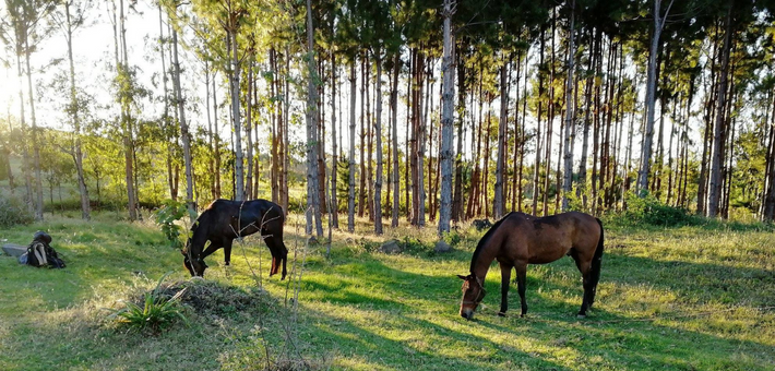 Escapade équestre au bout du monde entre océan indien, lagunes et forêts luxuriantes de la côte Est Malgache - Caval&go 