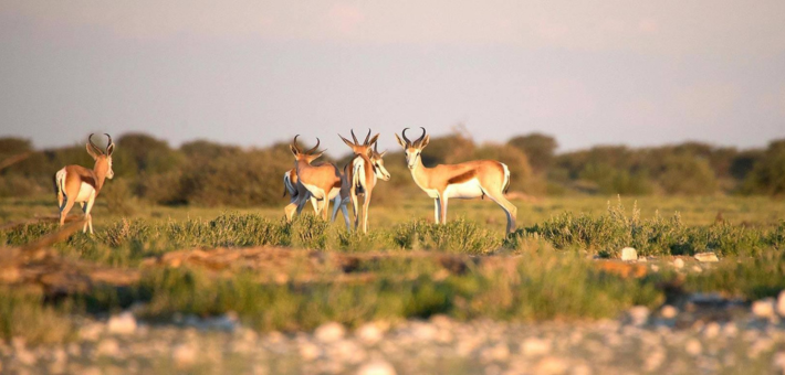 Safari équestre et multi-activités en Namibie aux portes du Kalahari - Caval&go