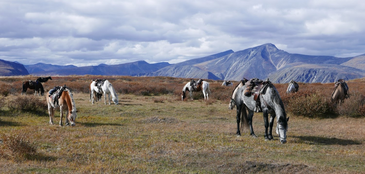 Expedition équestre à la frontière de l