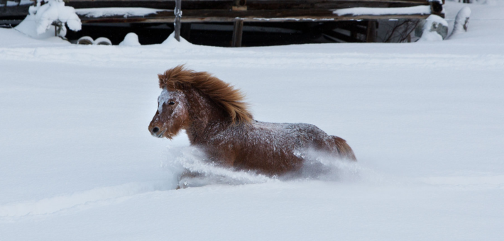 Séjour à cheval dans la neige, avec chiens de traîneau, ski et randonnée en Laponie suédoise - Caval&go