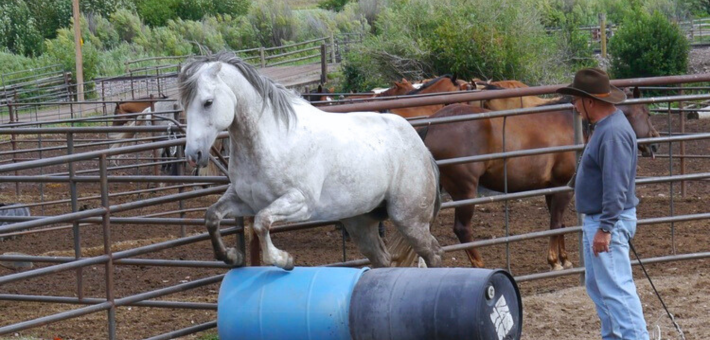 Séjour en ranch à la découverte de la méthode Parelli dans le Montana - Caval&go