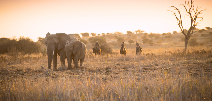 Safari à cheval au Botswana, immersion en terre sauvage d