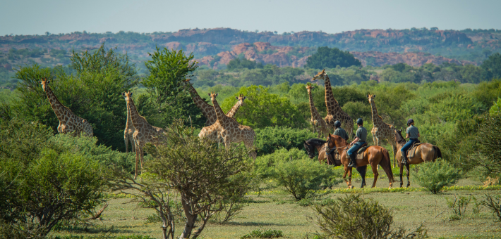 Safari à cheval au Botswana, immersion en terre sauvage d