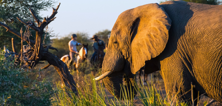 Safari à cheval au Botswana, immersion en terre sauvage d