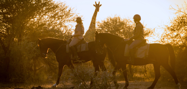 Safari à cheval au Botswana, immersion en terre sauvage d