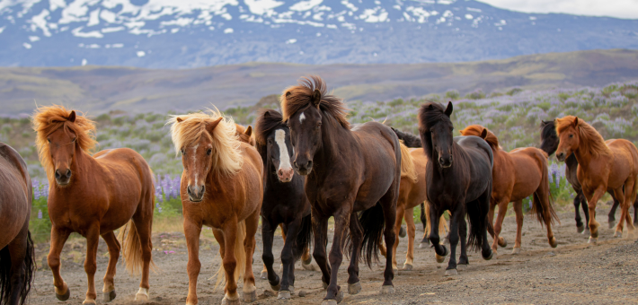 Randonnée équestre et convoyage de chevaux à travers le sud sauvage de l