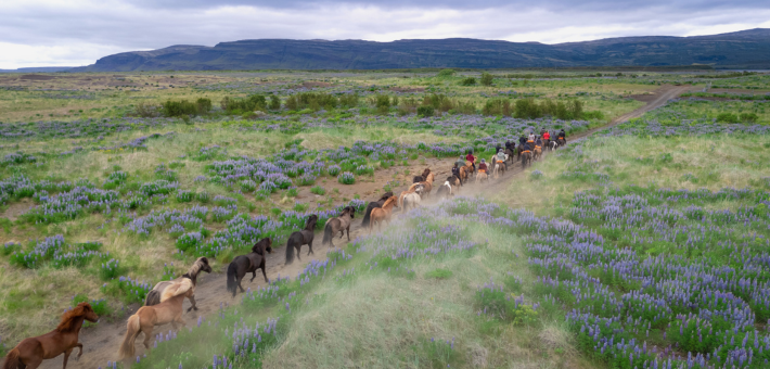 Randonnée équestre et convoyage de chevaux à travers le sud sauvage de l