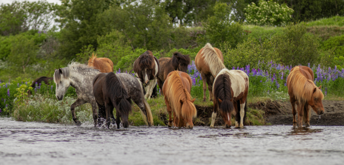 Randonnée équestre et convoyage de chevaux à travers le sud sauvage de l