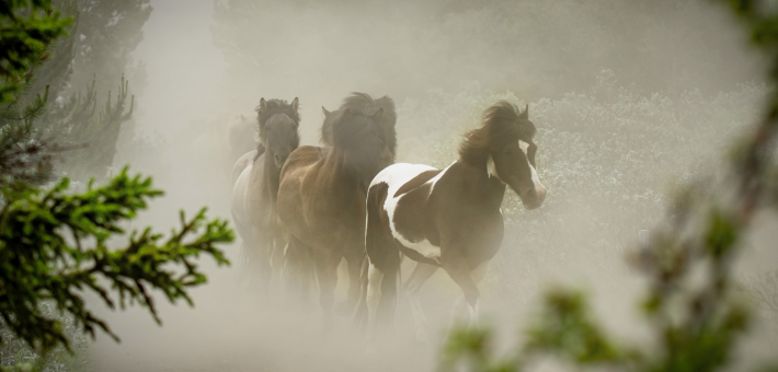 Randonnée équestre et convoyage de chevaux à travers le sud sauvage de l