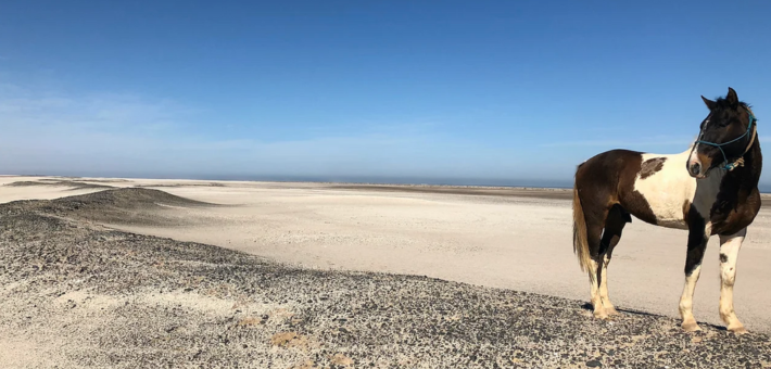 Randonnée équestre au cœur du désert Skeleton Coast en Namibie - Caval&go