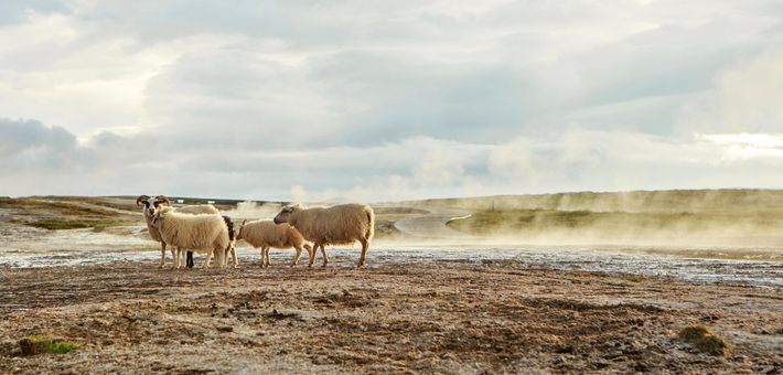 Randonnée équestre dans les terres sauvages de Kjölur, Islande - Caval&go