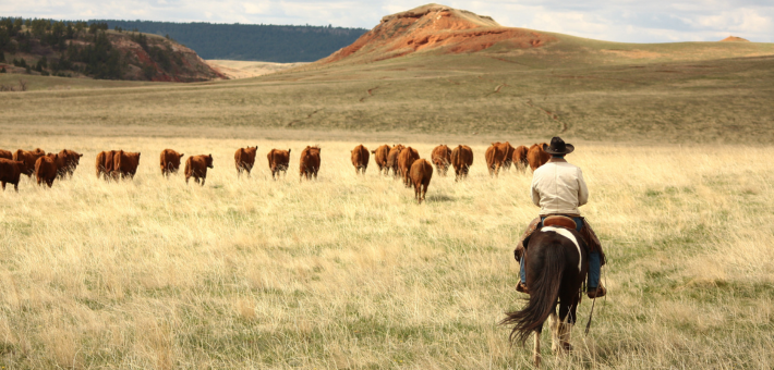 Ranch de travail et équitation western au Wyoming - Caval&go