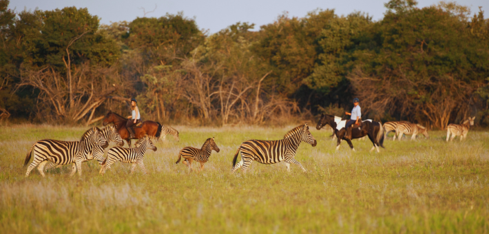 Safari exploration des richesses de l