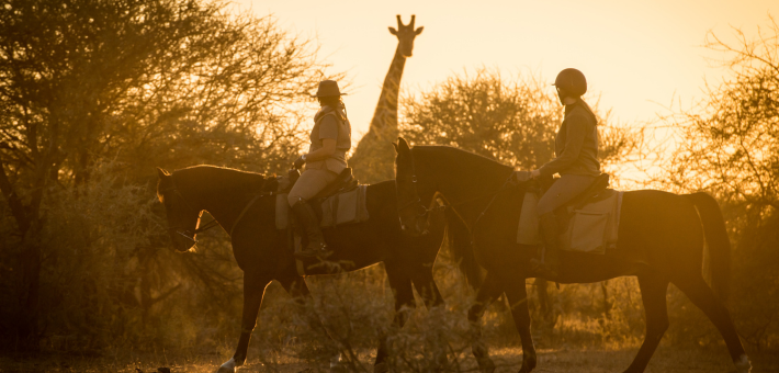 Safari exploration des richesses de l