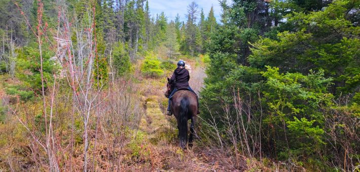 Séjour équestre au Québec, au pays des chevaux et des baleines - Caval&go