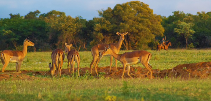 Safari exploration des richesses de l