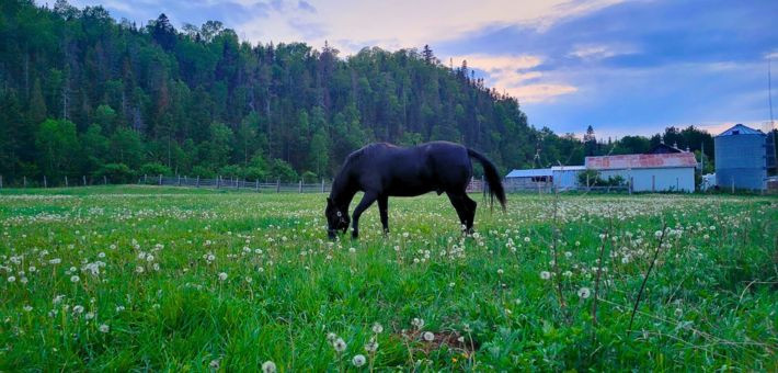 Séjour équestre au Québec, au pays des chevaux et des baleines - Caval&go