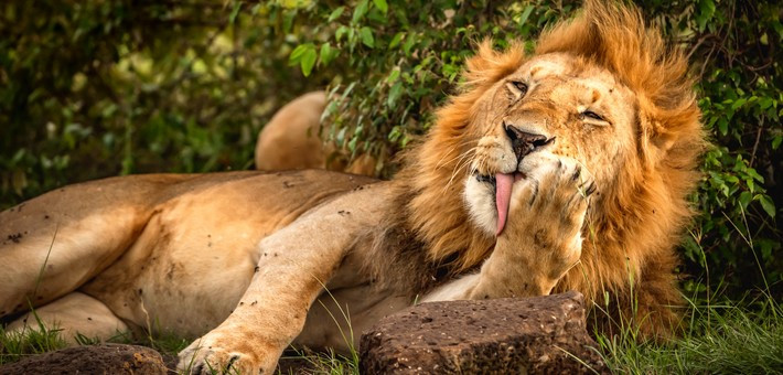 Safari à cheval au Kenya, dans le Parc du Masaï Mara - Caval&go