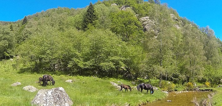 Transhumance des chevaux Mérens dans les Pyrénées